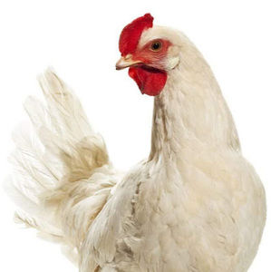 Meet your Posher, (student) tatum